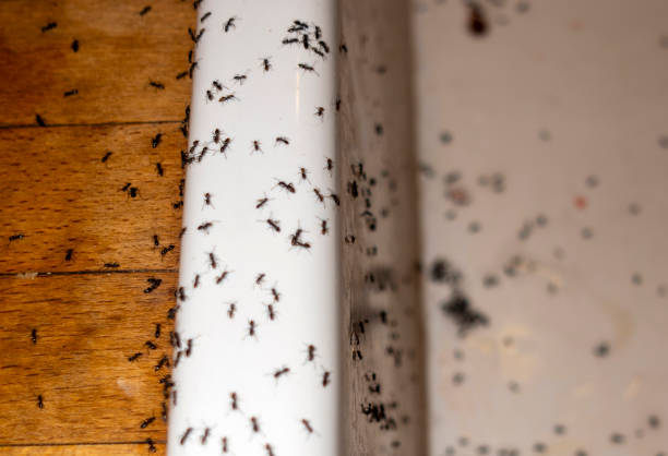 Professional Pest Control in Sumner, WA