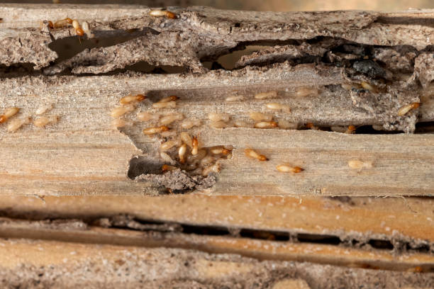 Best Bed Bug Extermination  in Sumner, WA