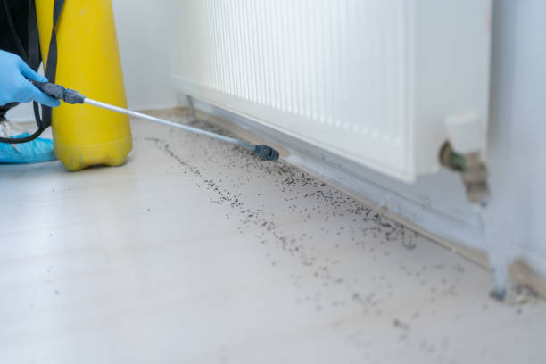 Wasp Removal Services in Sumner, WA